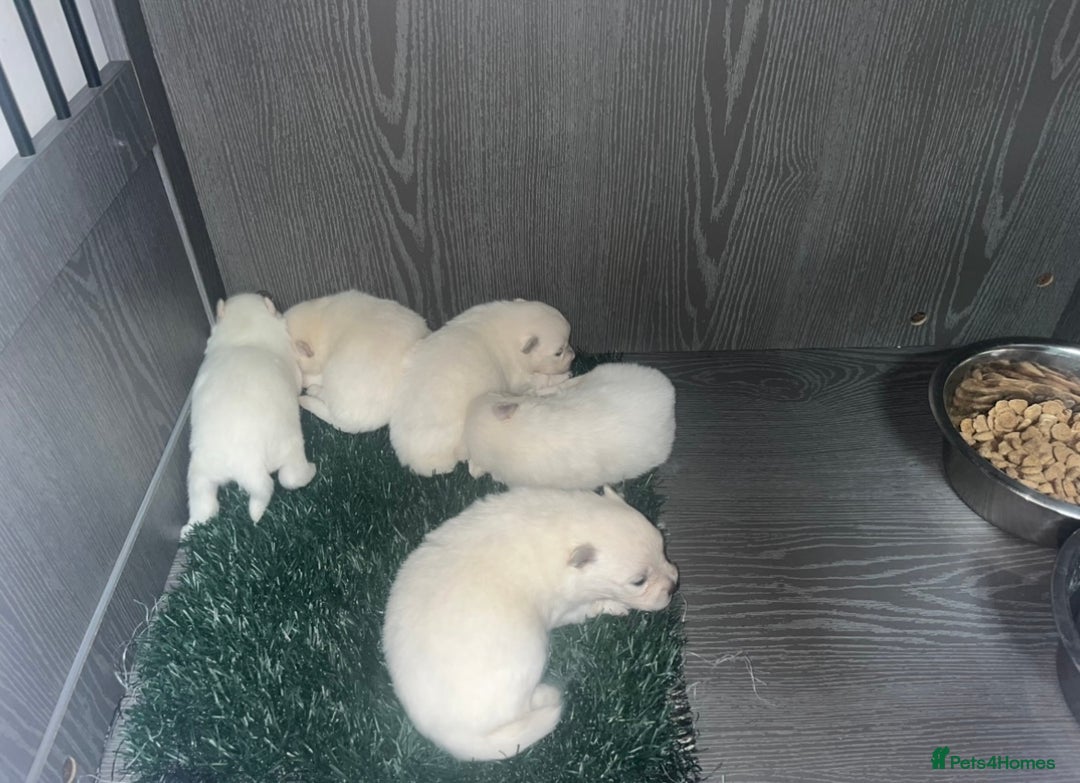 Japanese Spitz dogs for sale: Beautiful Japanese Spiltz - Image 2