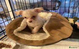 Chihuahua dogs for sale: Chihuahua babies ready now - Image 5