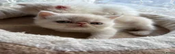 Exotic cats for sale: Exotic Persian  kittens - Advert 6