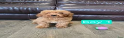 Cavapoo dogs for sale: Adorable F1B Cavapoo puppies for sale  - Advert 12