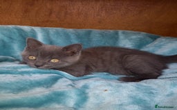 British Shorthair cats for sale: Super GCCF Registered Kittens - Image 17