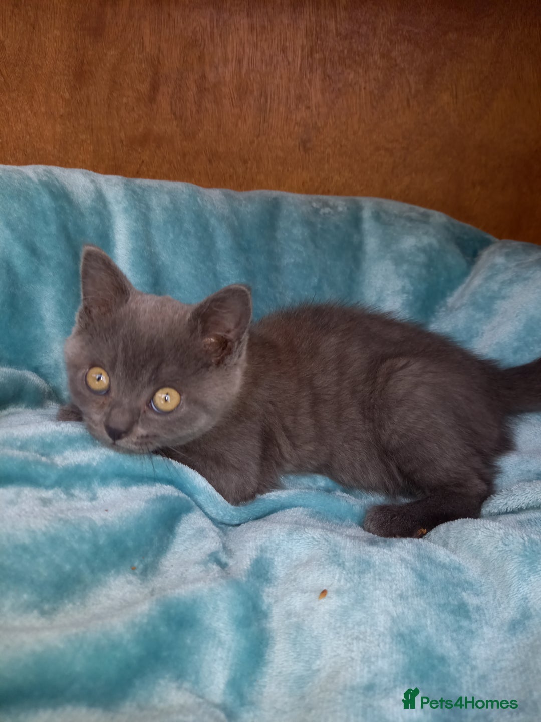 British Shorthair cats for sale: Super GCCF Registered Kittens - Image 17