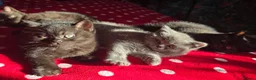 British Shorthair cats for sale: Gorgeous Fluffy Kittens - Advert 9