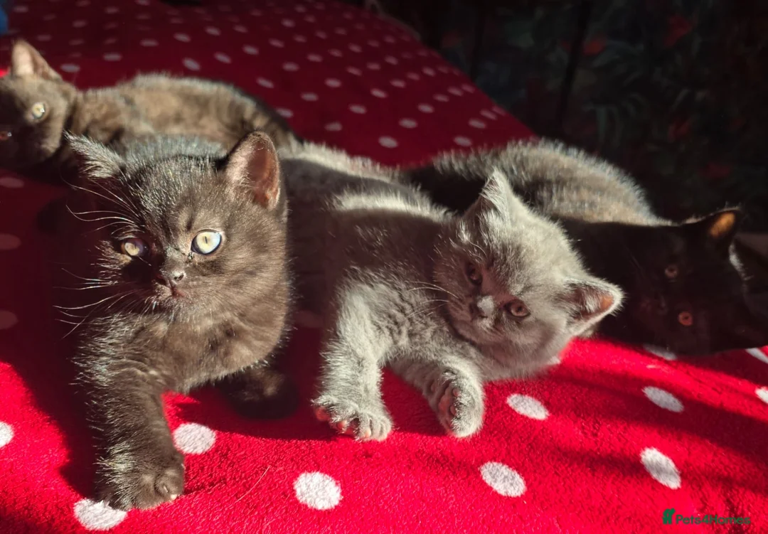 British Shorthair cats for sale: Gorgeous Fluffy Kittens - Advert 9