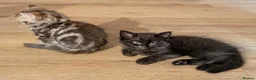 Ragdoll cats for sale: Pair of Ragdoll/Tabby Kittens ..... Bear & Tia  - Advert 22