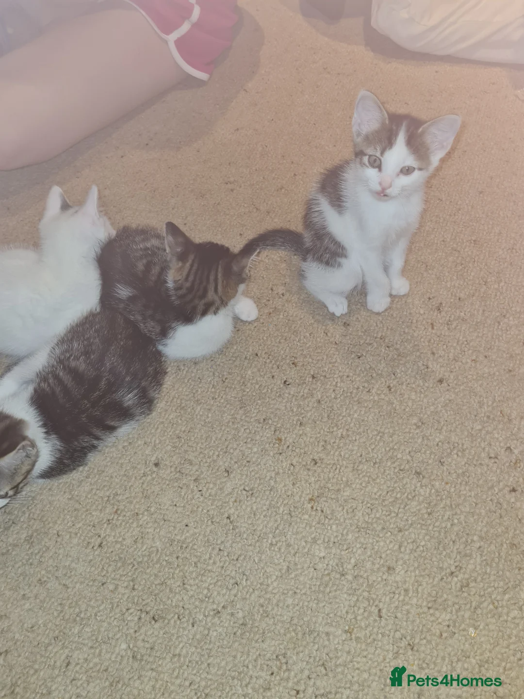 Mixed Breed cats for sale: Beautiful mane cross kittens  - Advert 2