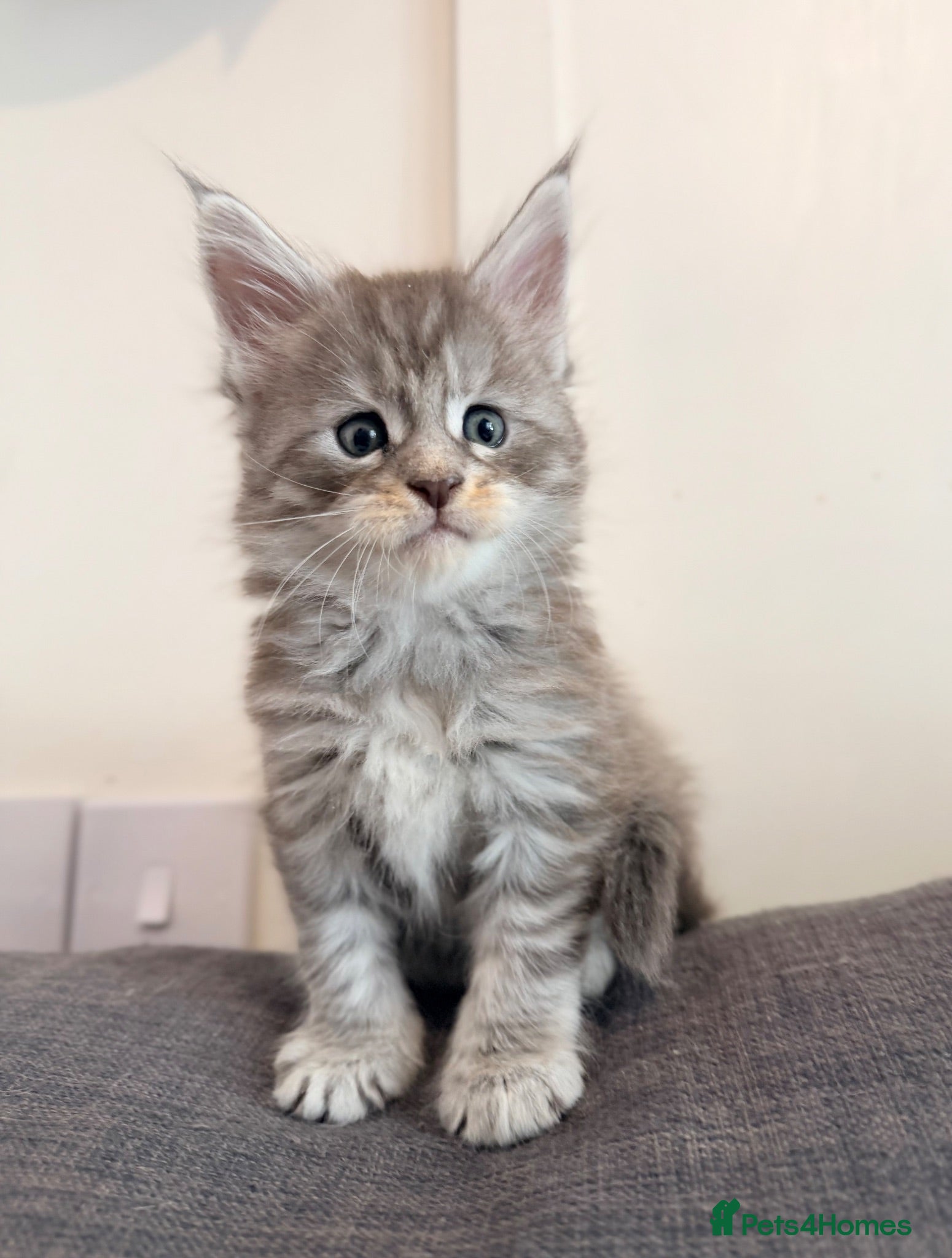 Maine Coon cats Champions- Bloodline Purebred Maine Coon Kittens - Advert 2