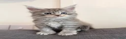 Maine Coon cats for sale: Champions- Bloodline Purebred Maine Coon Kittens - Advert 1