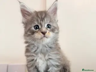 Maine Coon cats Champions- Bloodline Purebred Maine Coon Kittens - Advert 1
