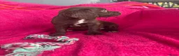 Sprocker dogs for sale: 5 chocolate Sprockers  - Advert 5