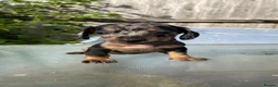 Dachshund dogs for sale: Stunning mini dachshunds  - Advert 5