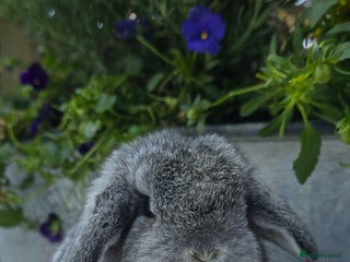 Mini Lop rabbits Beautiful mini lops girls and boys - Advert 8