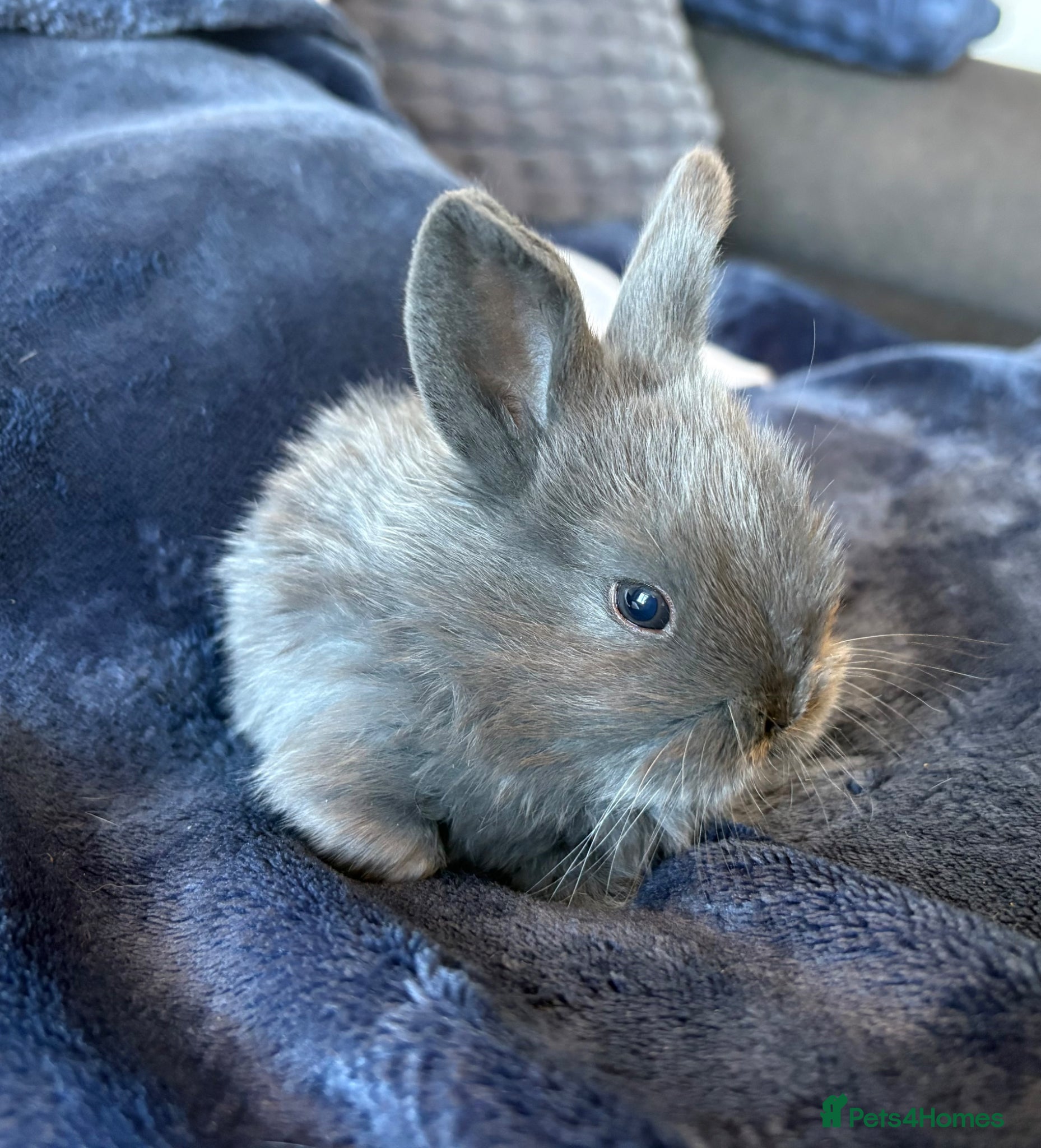 Mini Lop rabbits Pure bred mini lop bunnies - Advert 4