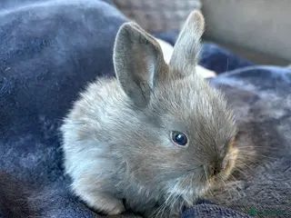 Mini Lop rabbits Pure bred mini lop bunnies - Advert 4