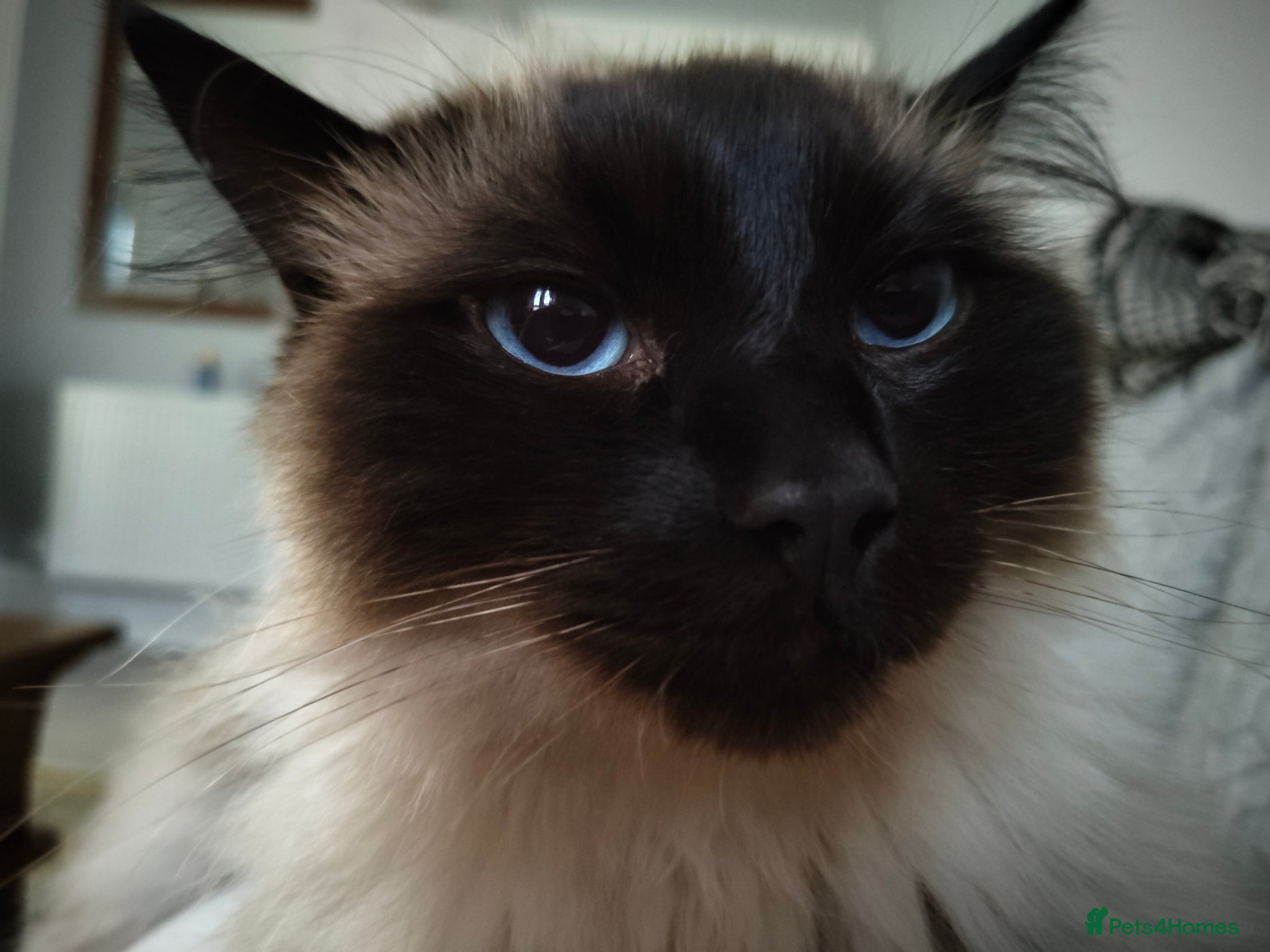 Ragdoll cats Male ragdoll looking for loving home - Advert 1