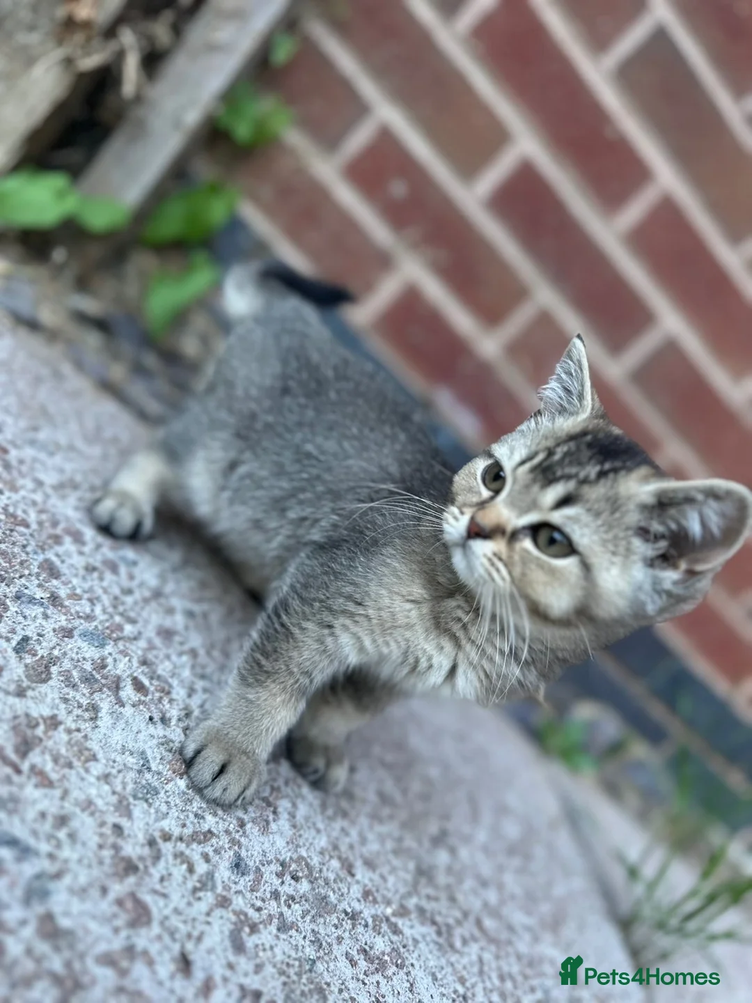 Brazilian Shorthair cats for sale: GCCF blue golden BRITISHSHORTHAIR GREEN EYES  - Advert 7