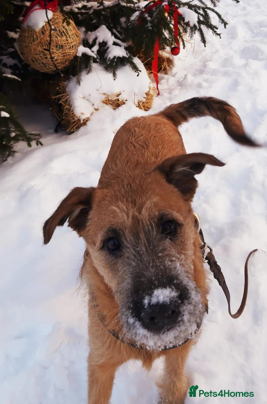 Mixed Breed dogs for adoption: 💙NIKE💙7 month old boy who lives with 17 cats🐱😍 - Advert 4