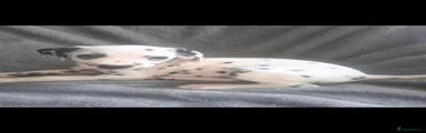 Dalmatian 4