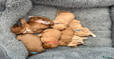 Cockapoo dogs - Advert 3