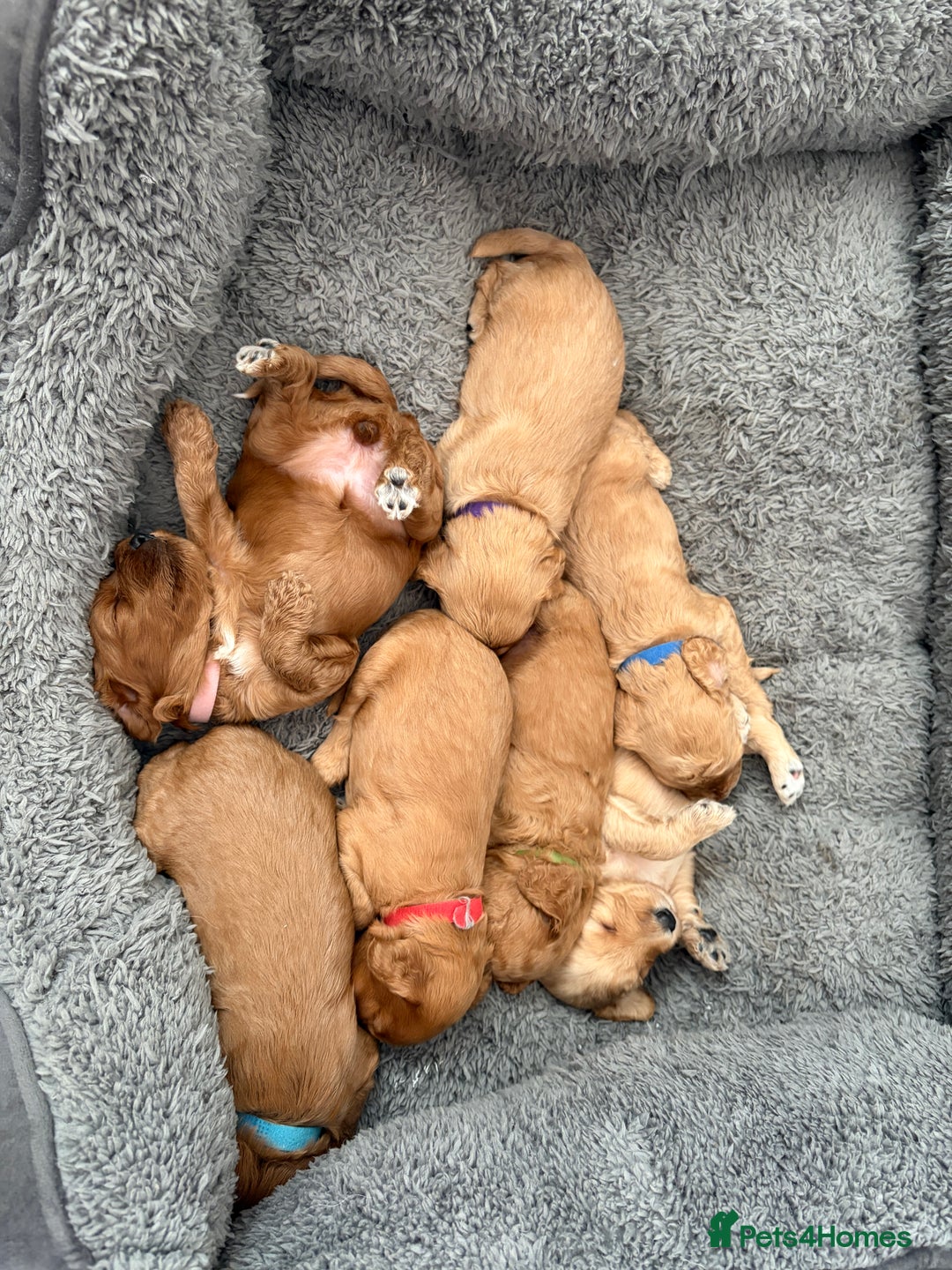 Cockapoo dogs for sale: Adorable Cockapoo Puppies - Image 2