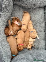 Cockapoo dogs - Advert 3