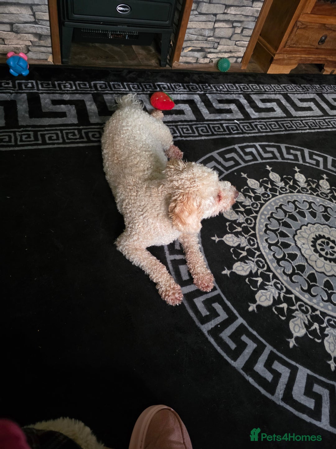 Cavapoochon dogs for sale: Female cavapoochon  - Advert 1