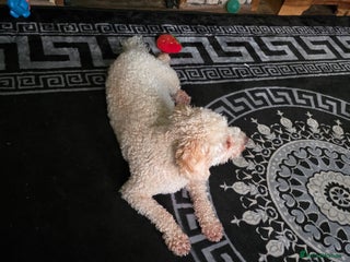 Cavapoochon dogs Female cavapoochon - Advert 11