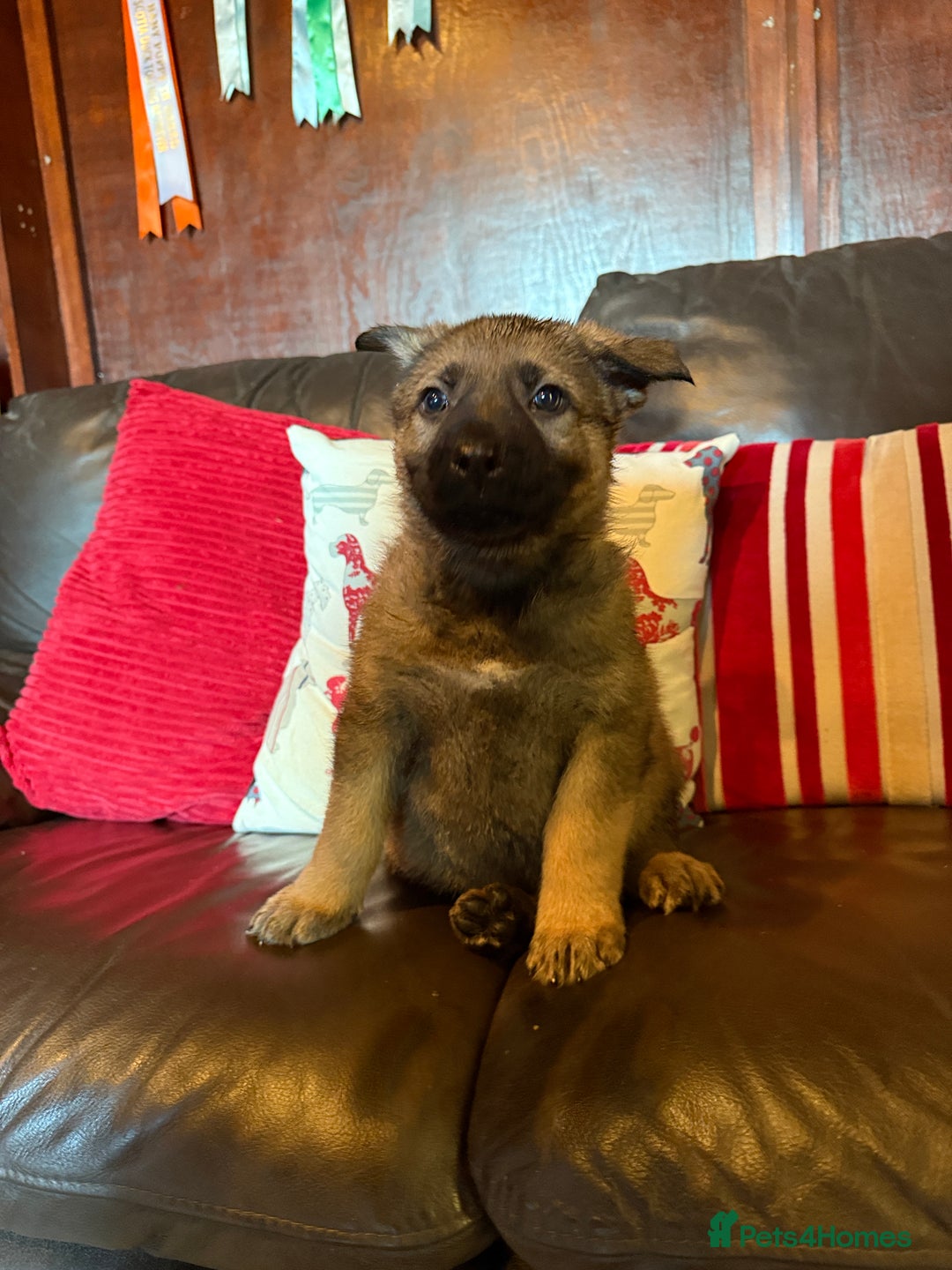 German Shepherd dogs for sale: Beautiful kc reg working line German shepherds  - Advert 4