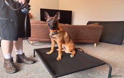 Belgian Shepherd Dog dogs for sale: Kairo - Urgent Rehome - Image 7