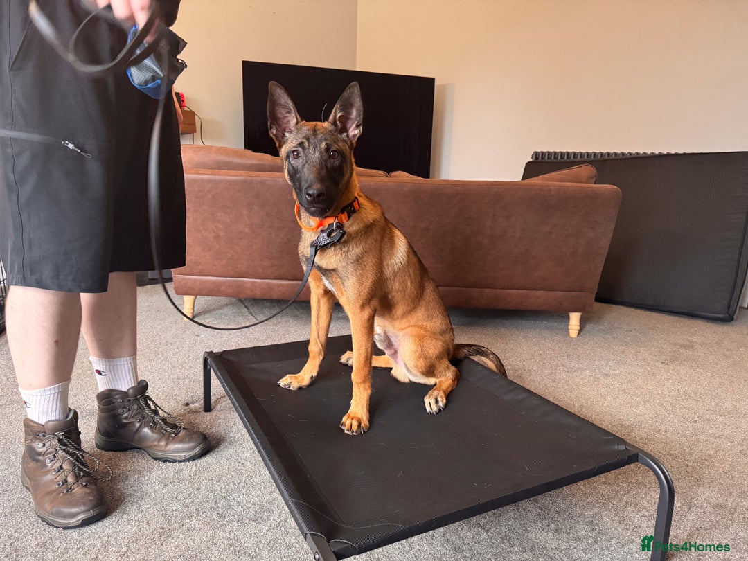 Belgian Shepherd Dog dogs for sale: Kairo - Urgent Rehome - Image 7
