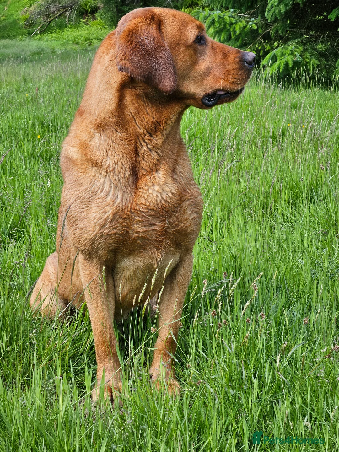 Labrador Retriever dogs for stud: AT STUD Fox Red Labrador | 0/0 Hips in Kirriemuir - Advert 11