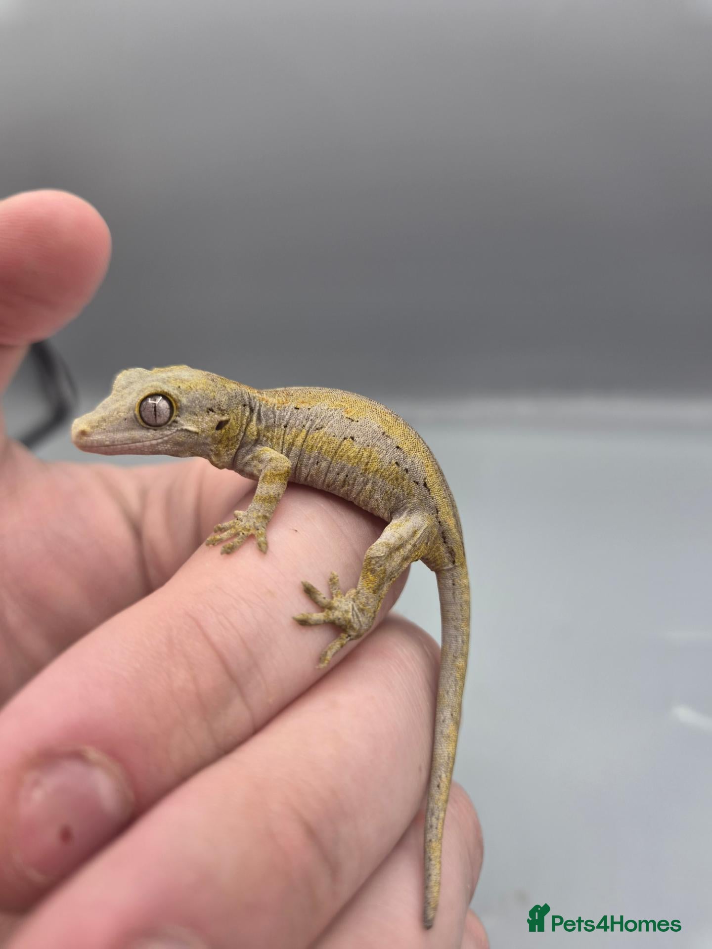Gecko reptiles Orange striped/blotch gargoyle gecko  - Advert 2