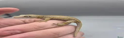 Gecko reptiles for sale: Orange striped/blotch gargoyle gecko  - Advert 1