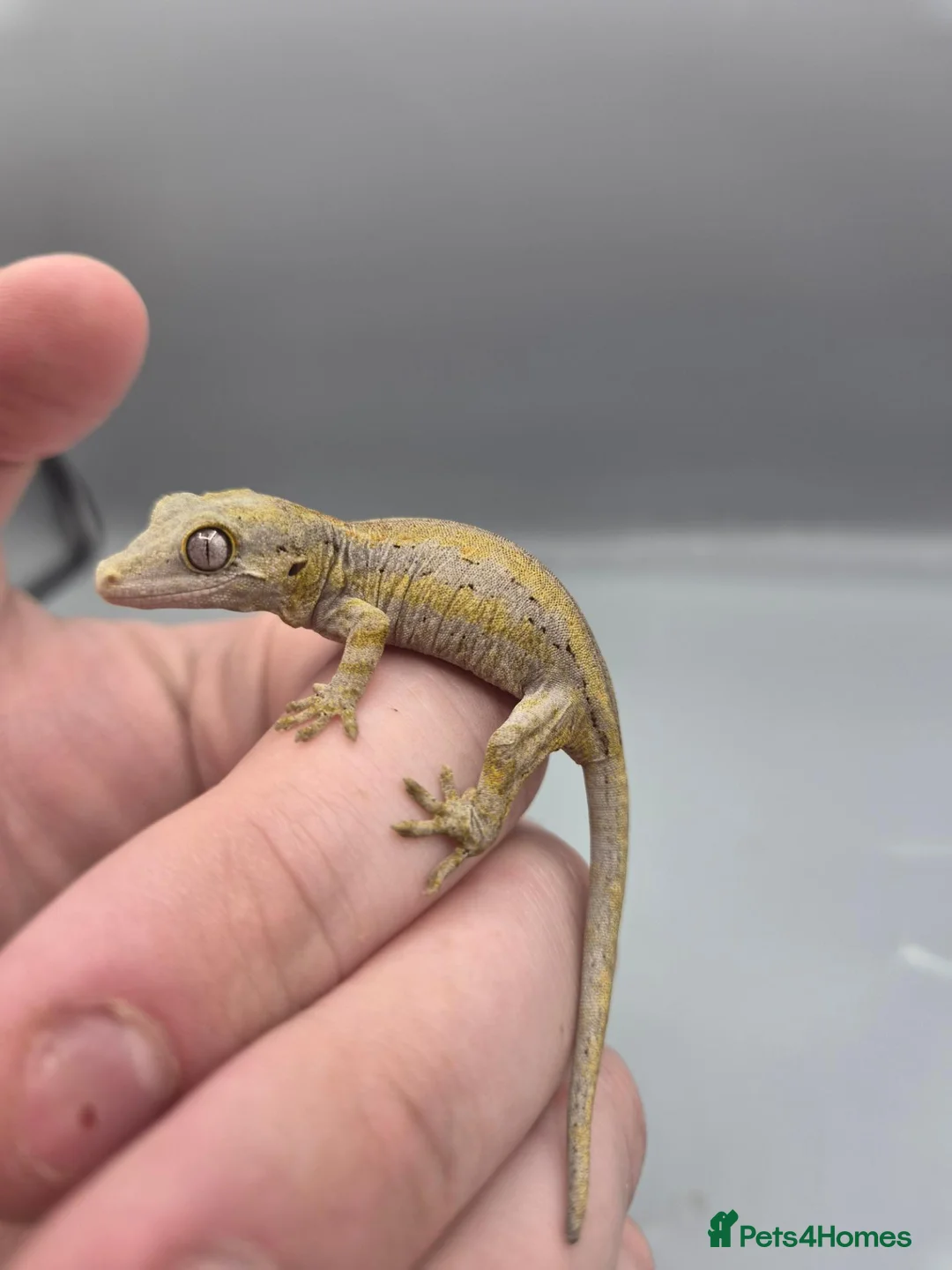 Gecko reptiles for sale: Orange striped/blotch gargoyle gecko  - Advert 1