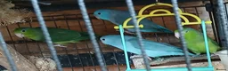 Mixed Breed birds for sale: Parrotlets Celestial  Parrotlets  - Advert 8
