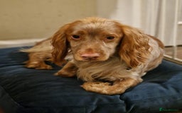 Cocker Spaniel dogs for stud: Working cocker Spainel standing at stud  in Royston - Image 9