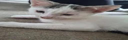 Mixed Breed cats for sale: Little Pua (Moana) - Advert 9