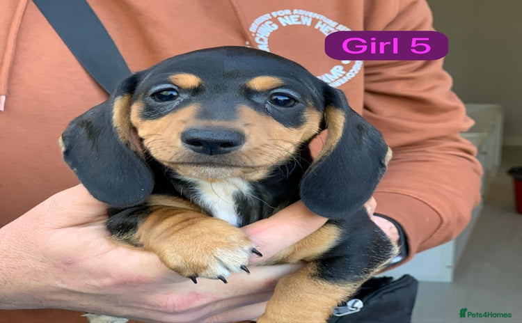 Miniature Dachshund dogs - Advert 11