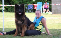 German Shepherd dogs for stud: WORLD FAMOUS STUD ARRIVED IN THE UK - Image 3