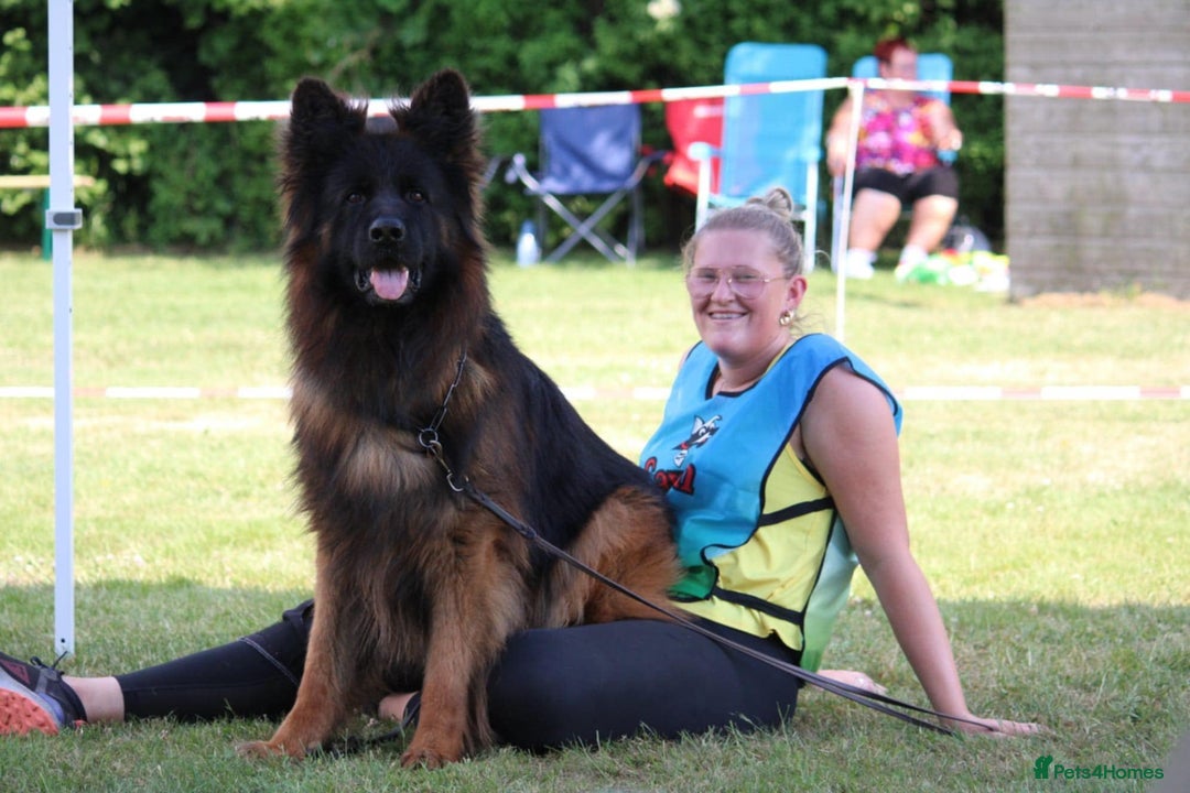 German Shepherd dogs for stud: WORLD FAMOUS STUD ARRIVED IN THE UK - Image 3