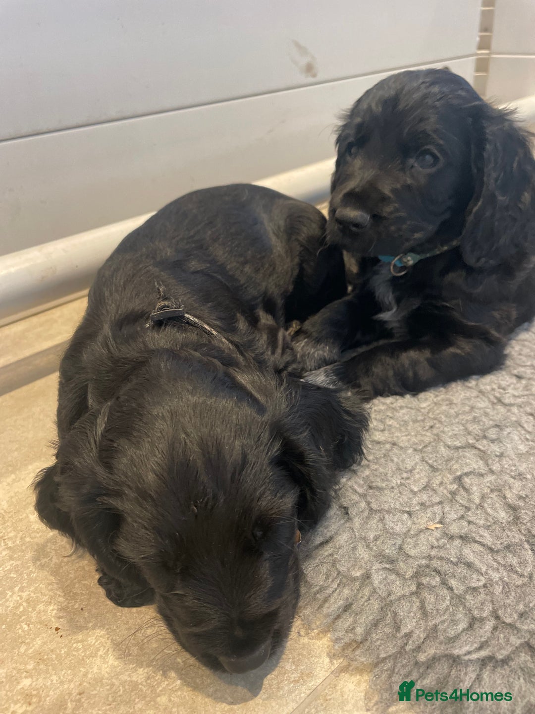 Cocker Spaniel dogs for sale: 2 working cocker puppies  - Advert 8