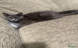 Russian Blue cats for sale: 🐾 Meet Lili – our sweet Russian Blue cat 🐾 - Image 3