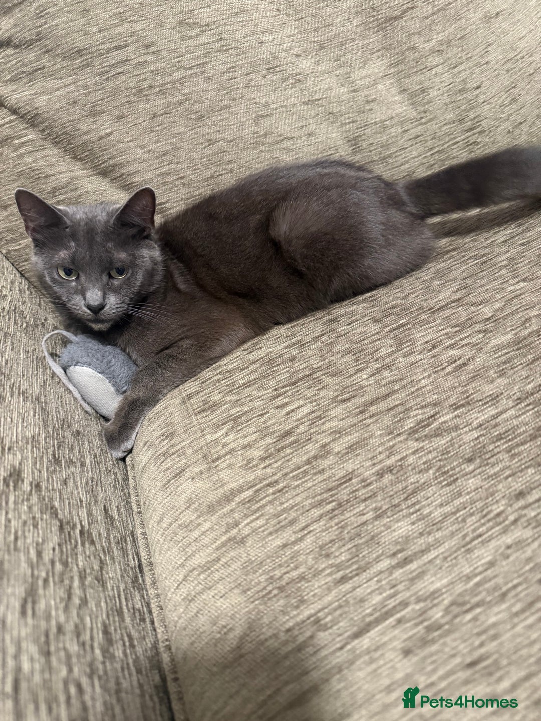Russian Blue cats for sale: 🐾 Meet Lili – our sweet Russian Blue cat 🐾 - Image 3