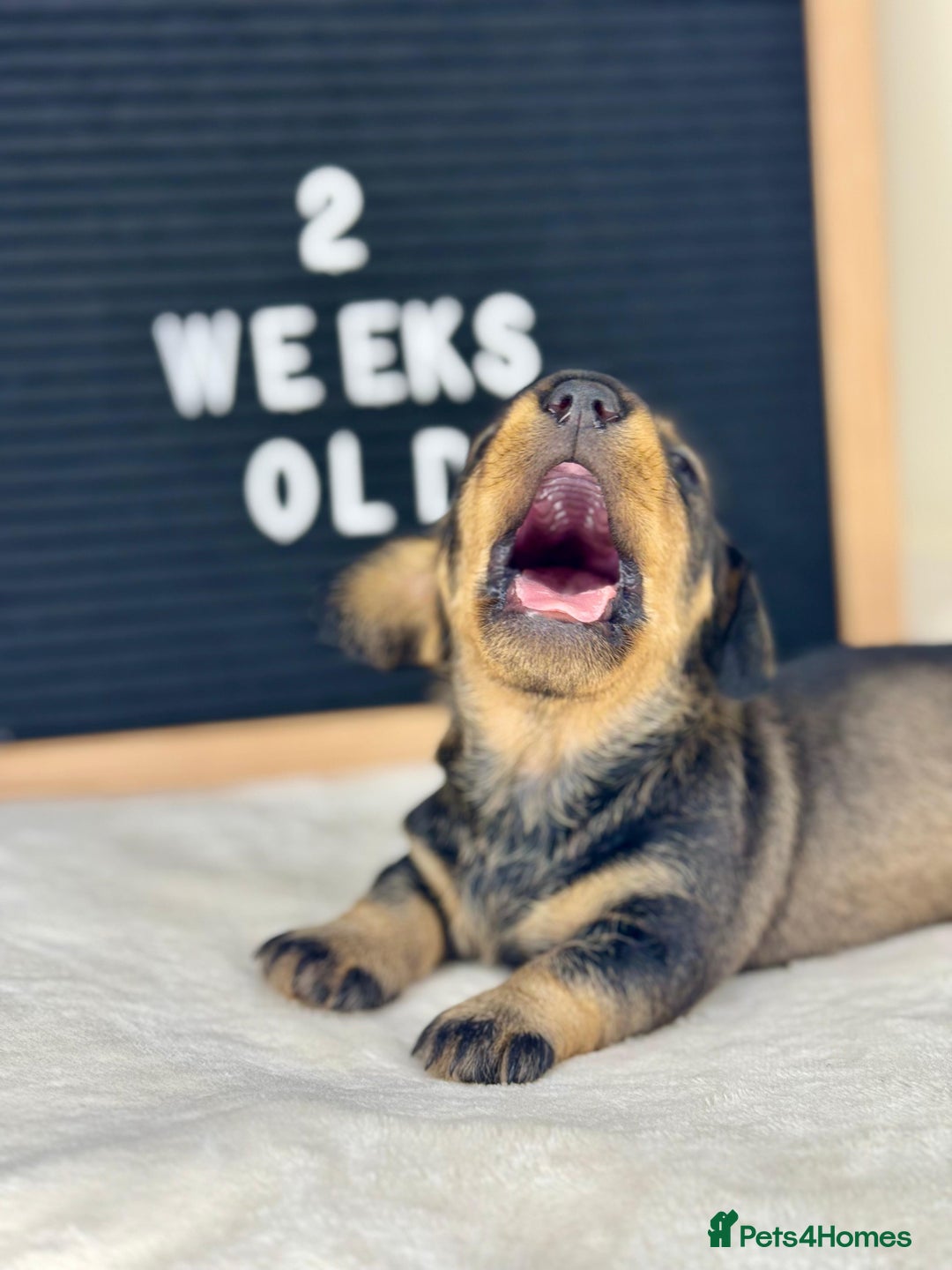 Miniature Dachshund dogs for sale: KC reg mini wires PRA LAFORA clear  - Advert 5