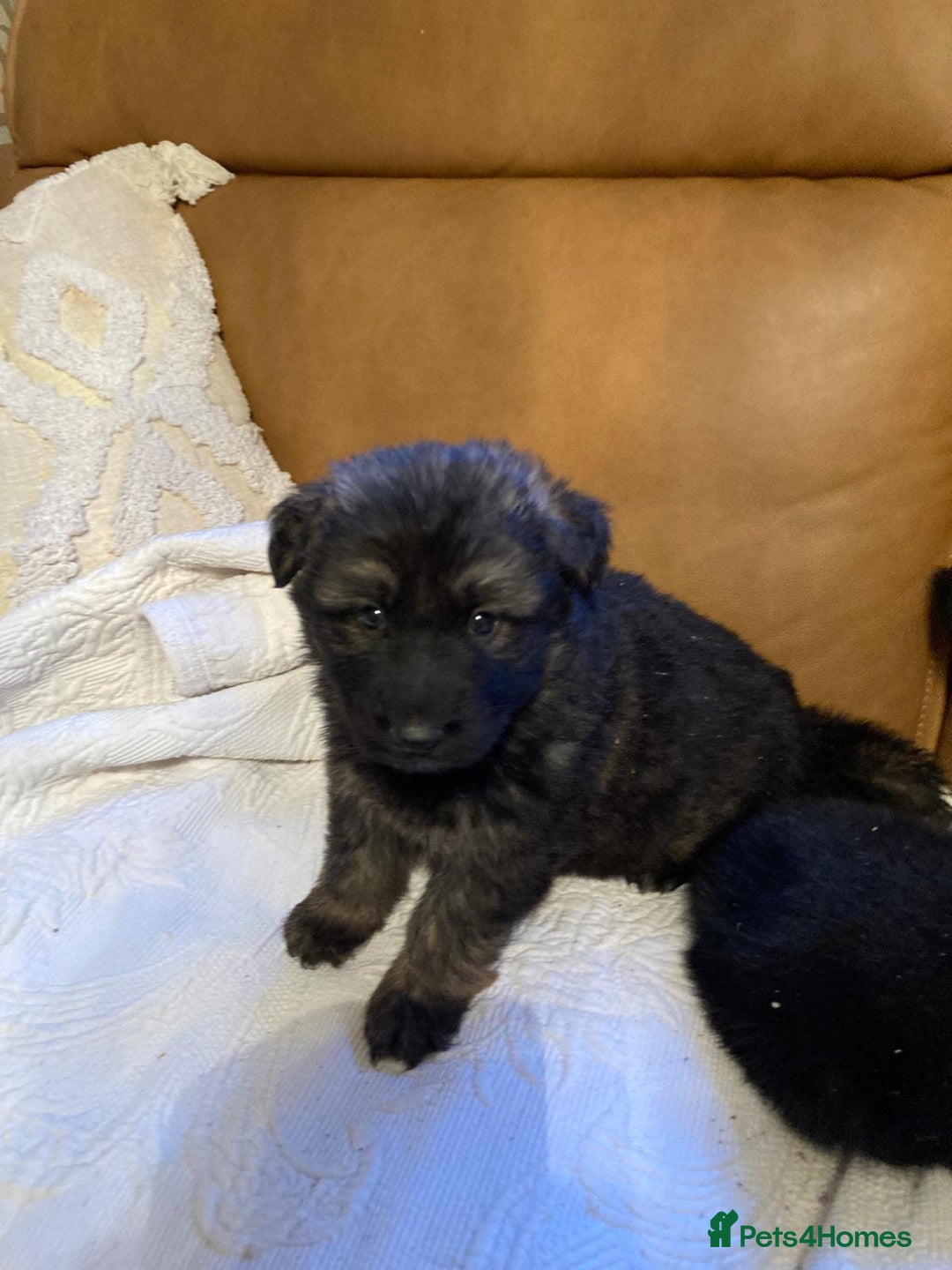 German Shepherd dogs for sale: Beautiful German shepherd Puppies - Advert 4