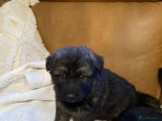 German Shepherd dogs Beautiful German shepherd Puppies - Advert 4