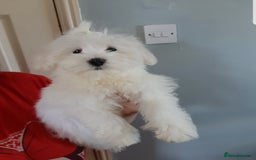 Maltese dogs for sale: Fluffy cute half Korean maltese ready to go  - Image 1
