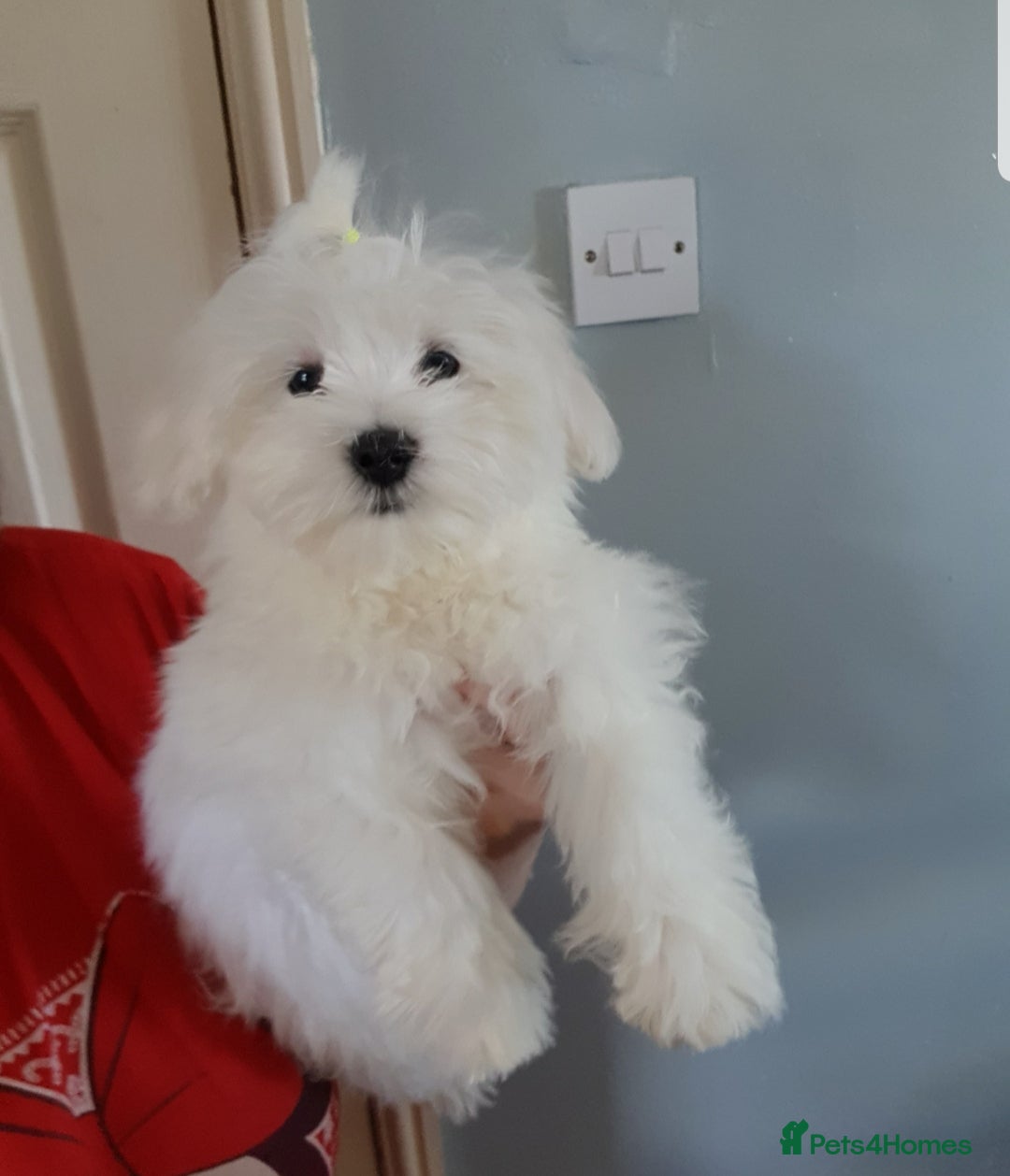 Maltese dogs for sale: Fluffy cute half Korean maltese ready to go  - Image 1