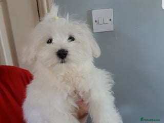 Maltese dogs - Advert 9