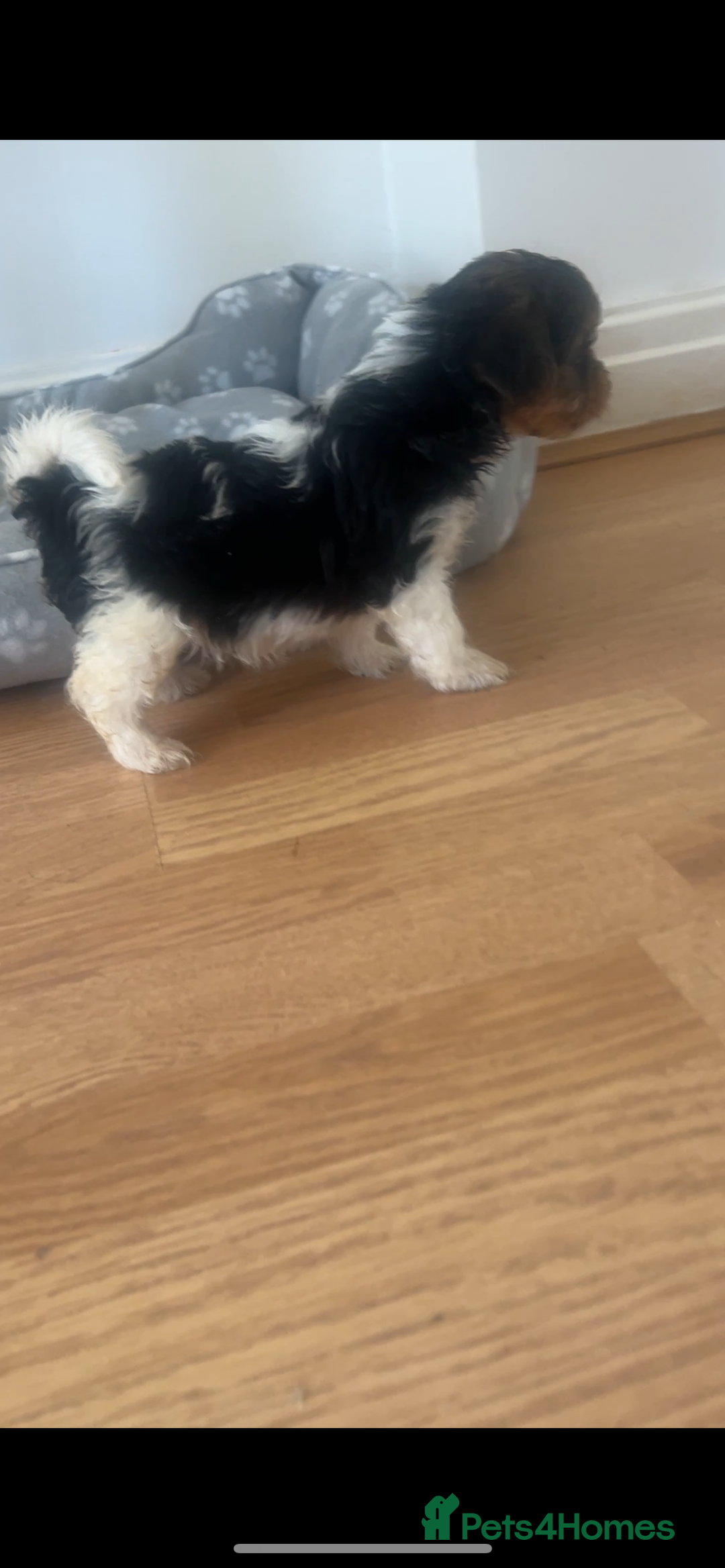 Biewer Terrier dogs for sale: Beautiful Biewer terrier for sale  - Image 14